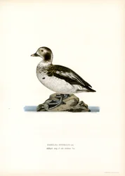 Oldsquaw Duck (färg litho)