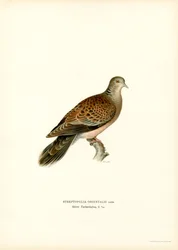 Orientalisk turtelduva (färg litho)