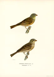Ortolansparv (färg litho)