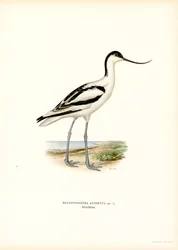 Pied Avocet (färg litho)
