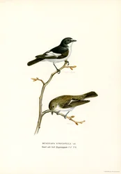 Pied flugsnappare (färg litho)