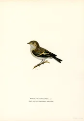 Pied flugsnappare (färg litho)