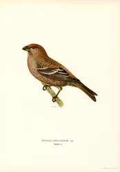 Tall domherre (färg litho)