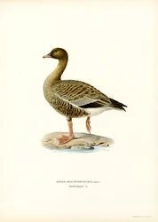 Rosafotad gås (färg litho)