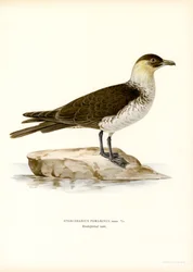 Pomarine Skua (färgmedlemmar)
