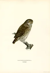 Pygmy Owl (färg litho)