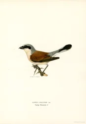Rödryggad Shrike (färg litho)
