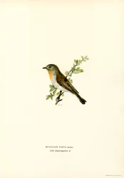 Rödbröst flugsnappare (färg litho)
