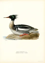 Rödbröstad Merganser (färg litho)