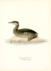 Rödhalsad doppe (färg litho)