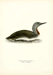 Rödstrupig dykare (färg litho)