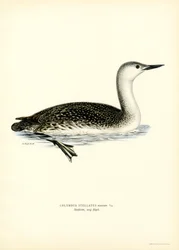 Rödstrupig dykare (färg litho)