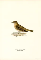 Rödstrupig pippipa (färg litho)