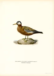 Röd Phalarope (färg litho)