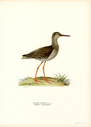 Redshank (färg litho)