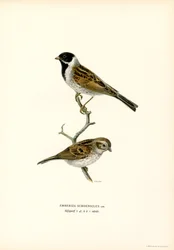 Vasssparv (färg litho)