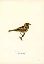 Vasssparv (färg litho)