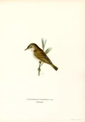 Vassångare (färg litho)
