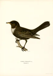 Ringtrast (färg litho)