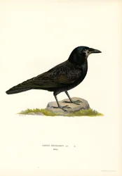Rook (färg litho)