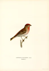 Rosefinch (färg litho)