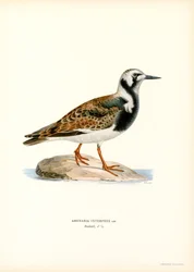 Ruddy Turnstone (färg litho)