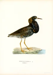 Ruff (färg litho)