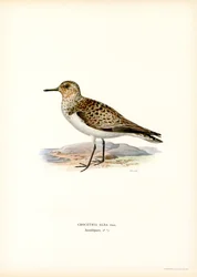 Sanderling (färg litho)