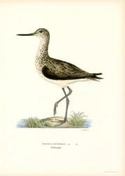 Sandpiper (färg litho)
