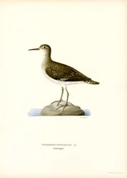 Sandpiper (färg litho)