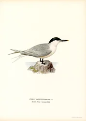 Smörgåstärna (litho i färg)