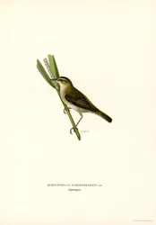 Sedge Warbler (färg litho)