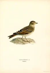 Skylark (färg litho)