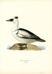 Smew (färg litho)