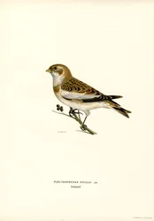 Snow Bunting (färg litho)