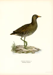 Spotted Crake (färg litho)