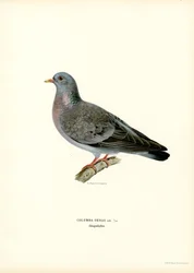 Stock Duva (färg litho)