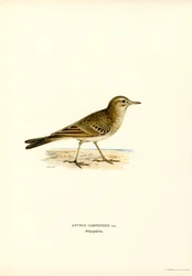 Tawny Pipit (färg litho)