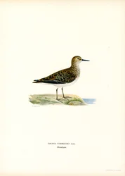 Temmincks Stint (färg litho)