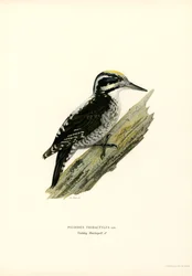 Tretåig hackspett (färg litho)