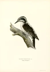 Tretåig hackspett (färg litho)