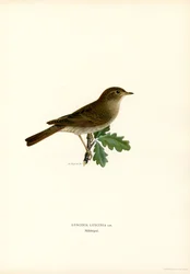Trast näktergal (färg litho)