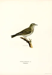 Trädpipare (färg litho)