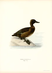 Tufted Duck (litho i färg)