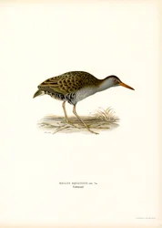 Vattenskena (litho i färg)