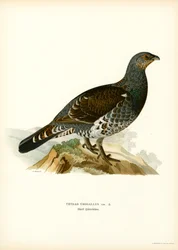 Västra tjäder (färg litho)