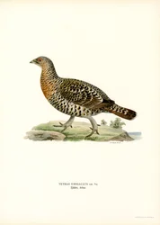Västra tjäder (färg litho)