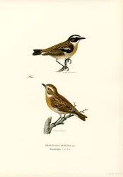 Whinchat (färg litho)