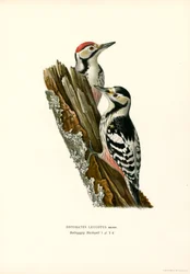 Vitryggig hackspett (färg litho)