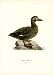 Vitvingad scoter (färg litho)